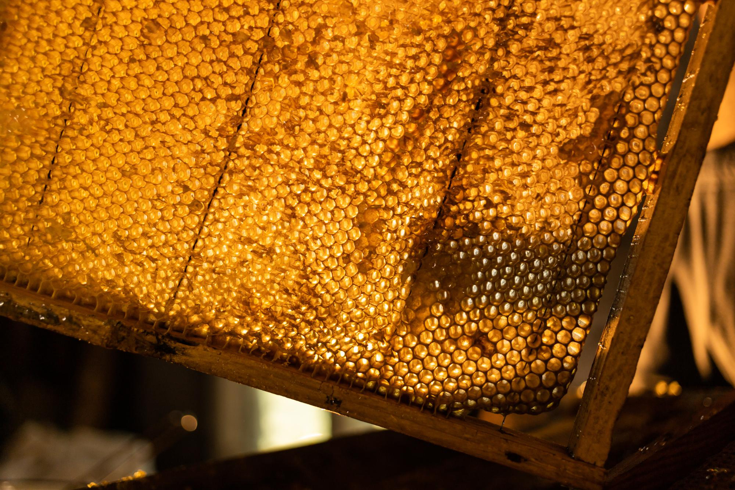 Kovan ve petek üzerinde çalışan arılar; Erzincan arılığı